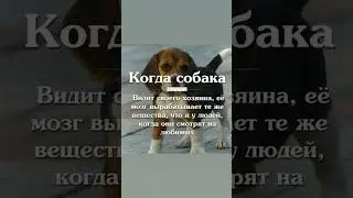 Факты про Собак, о которых ты не знал(а)😰 #Shorts