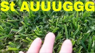 St Augustine Grass Lawn Care Tips