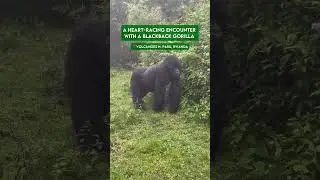 Close Encounter with a Blackback Gorilla | Volcanoes National Park, Rwanda