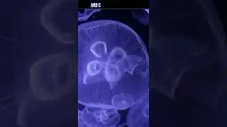 How Do Jellyfish Survives Without Brain 🧠🪼😲 #jellyfish #shorts