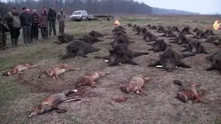 Why Dont They Eat Millions of Wild Boars In America?