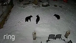 Mama Bear and Playful Cubs Wander Through Backyard | RingTV