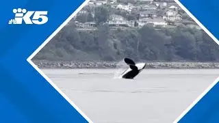 WATCH: Orcas make a splash near Fox Island