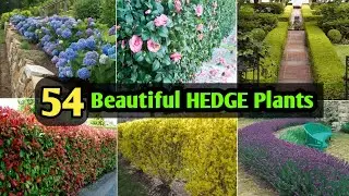 54 Best Plants for HEDGE | Best Hedging Plants with names and Identification | Plant and Planting