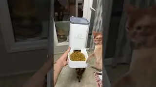 Смотри что нашел! Автокормушки для вашего домашнего питомца!