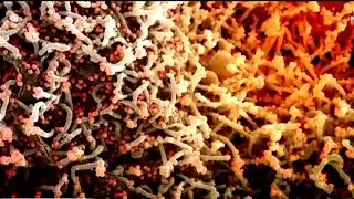 Bay Area hit by coronavirus variant that rapidly spreads, reinfects