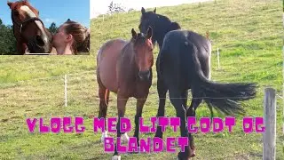 STALLVLOGG MED LITT DIVERSE I