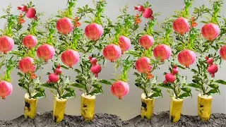 How To Grow Pomegranate Trees From Pomegranate Fruit | Growing Pomegranate Plants From Seed