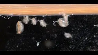 Culturing Daphnia-Tuesday Tip