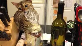 Cat Trying to Eat Plastic