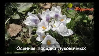 Осенняя посадка луковичных