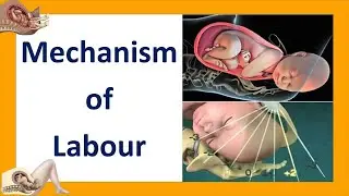 Mechanism of Labour | Seven Cardinal Movements of Labour | Labor and Delivery | Labor and Birth