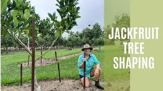 Jackfruit tree shaping for best management, fruit set and harvest!