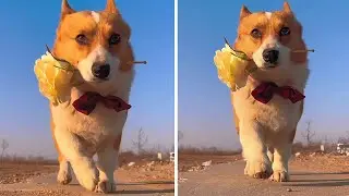 Pup walks smoother than you ever could! 