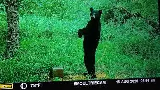 Missouri black bear  on my game camera! A must watch! Rare footage of Momma and babies!