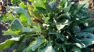 Стоит ли выращивать брокколи?Брокколи—ценный овощ до морозов.