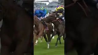 Horse tries to bite rival!