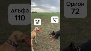 100 к лайков наберётся? #мотик #альфа #рек #рекомендации #мотоцикл #мотобат