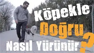 How Should I Walk My Dog