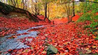 Calm your nerves, relax and unwind to the sound of a stream in the forest. Relaxing sounds of nature