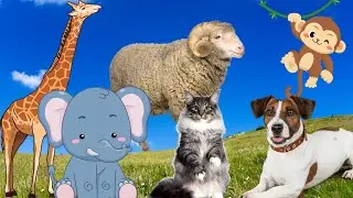 Cute Little Animals - Dog, Elephant, Sheep, Monkey, Cat - Animal Moments