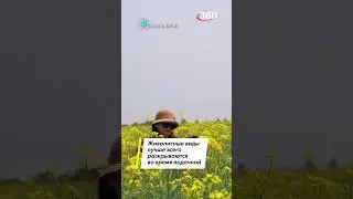 Рапсодия из цветов: китайские поля поражают воображение!