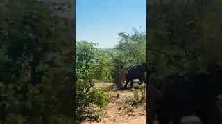 Lions Hunting Elephant 🐘🦁🦁🦁🦁 #nature #animals #amazing