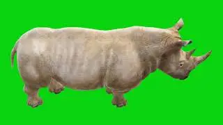 Green Screen || Rhino Green Screen Free || green screen video || #rhino #animal HD FHD