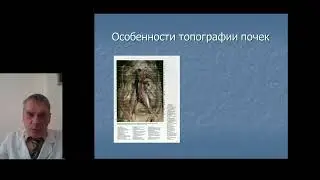Развитие и функциональная анатомия органов мочевой системы