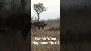 When Prey Fights Back! 😳 (Buffalo vs Lions)