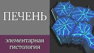 Печень | Элементарная гистология