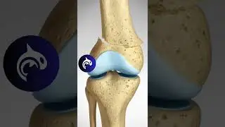 See how a Supracondylar Fracture of the Knee and Surgical Fixation works in 3D Animation.