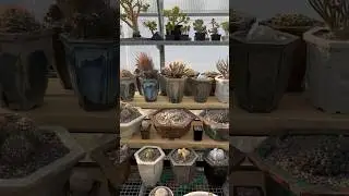 КОЛЛЕКЦИЯ КАКТУСОВ В КЕРАМИКЕ ОТ ИВАНА ЖУКОВА ATTRACTIVE POT