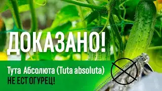 Tuta absoluta не ест ОГУРЕЦ!