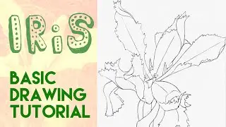 Drawing an Iris flower step by step // Flower pencil drawing tutorial