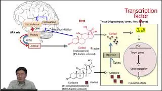 2. Stress and energy metabolism - Biochemical Principles of Energy Metabolism