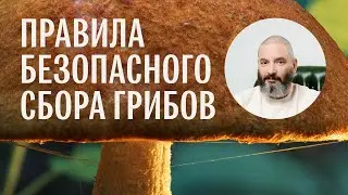 Для новичков. Правила безопасного сбора грибов