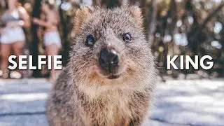 Quokkas: The Happiest Animals on the Internet