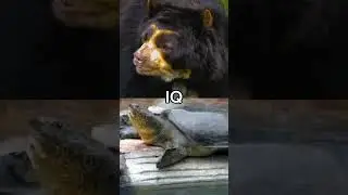 Spectacled Bear vs Yangtze Giant Softshell Turtle #spectacledbear