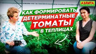 Детерминантные ТОМАТЫ В ТЕПЛИЦАХ: формирование и созревание томатов