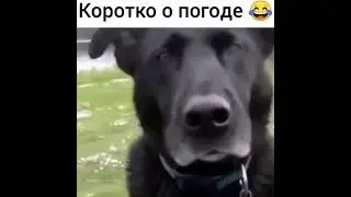 о погоде