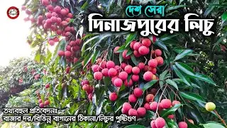 দিনাজপুরের রসালো লিচু || Litchi Garden in Dinajpur || লিচু