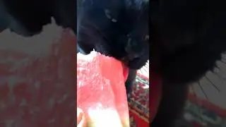 Cat eats watermelon ASMR.