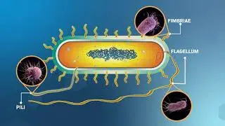 Structure and Replication of Bacterial Cells