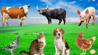 Farm Animal Life - Cow, Buffalo, Pig, Chicken, Dog, Cat - Animal Sounds