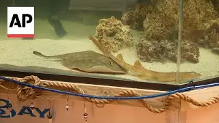 Stingray with no mate is pregnant at North Carolina aquarium