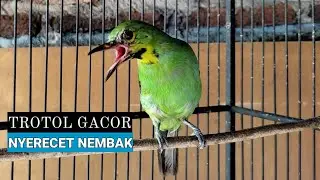 Cucak Ijo Trotol Gacor Nyerecet Nembak - Pancingan Cucak Ijo Bahan Malas Bunyi