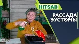 ПОСАДКА ЭУСТОМЫ НА РАССАДУ. Как вырастить эустому. Эустома взойдет 100%