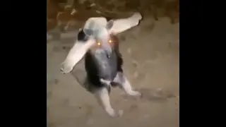 Anteater T Pose