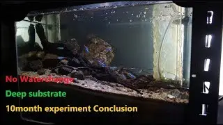 No waterchange, Airstone ONLY, deep substrate. 10month conclusion